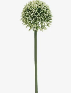 Allium Stem