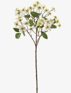 Dogwood Stem