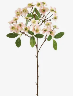 Dogwood Stem