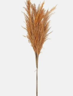 Dried Pampas Grass Stem