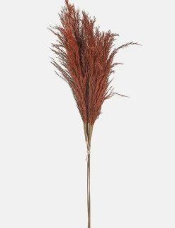Dried Pampas Grass Stem