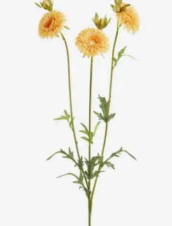Gerbera Stem