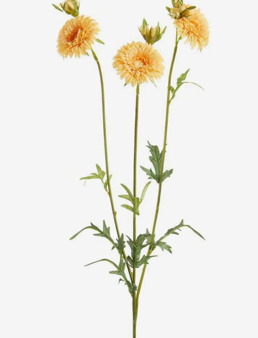 Gerbera Stem