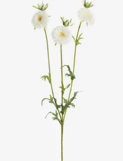 Gerbera Stem