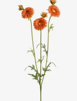 Gerbera Stem