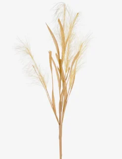 Pampas Grass Stem